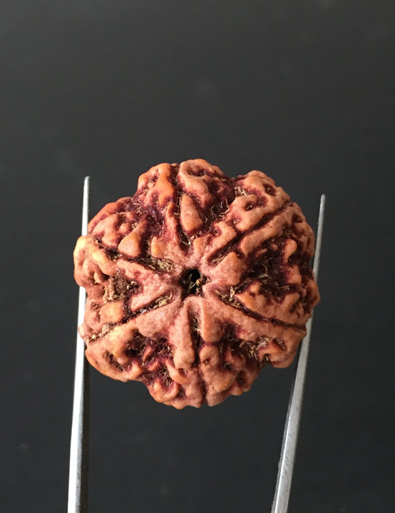 6 Mukhi Nepali Certified Rudraksha Size- 27.60mm
